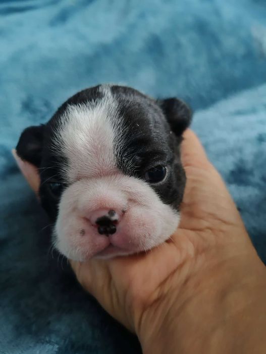 Szczeniak SUCZKA  Boston Terrier