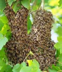 Rój pszczeli zabiore