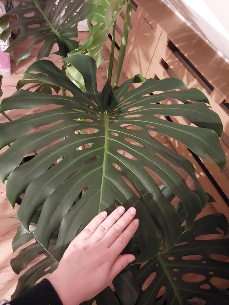 Monstera ogromna gigant cudowna kwiat duży