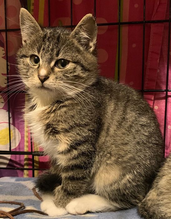 Kotki, kocięta, kot, kotek, giardia negatywna, za darmo