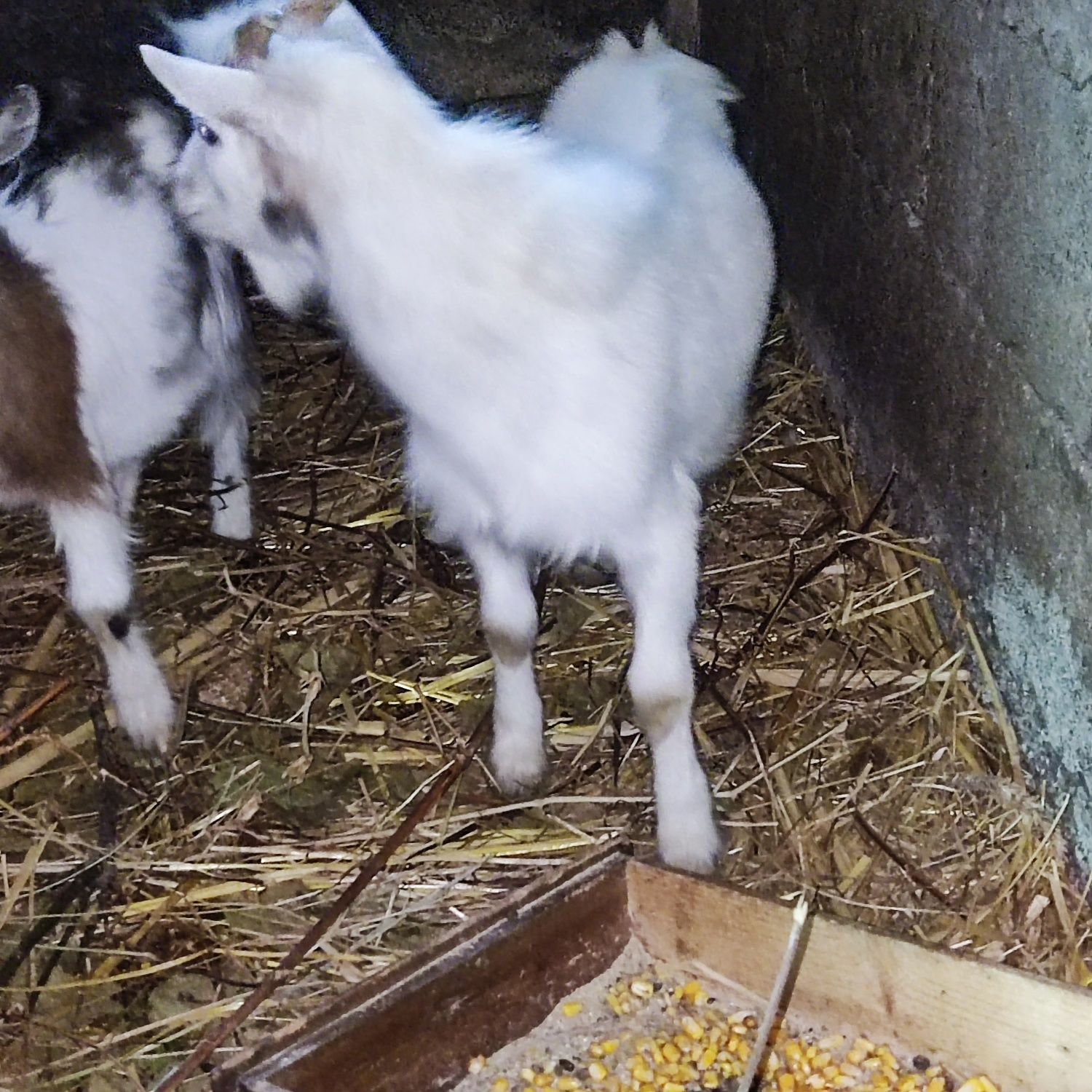 Casal de cabras anas
