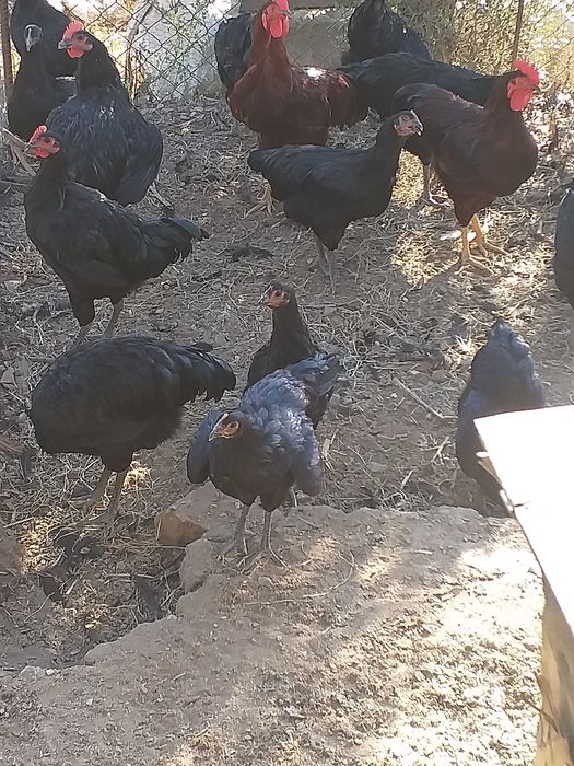 Jersey negro/ rhode island red