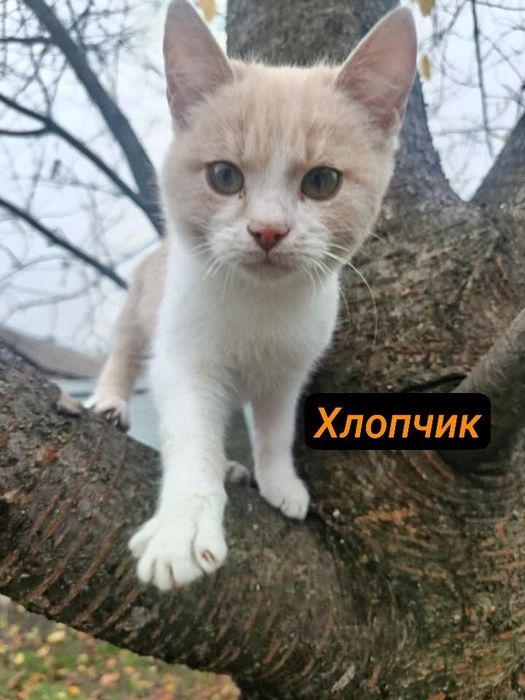 Котики Кошенята Миронівка Київська обл.