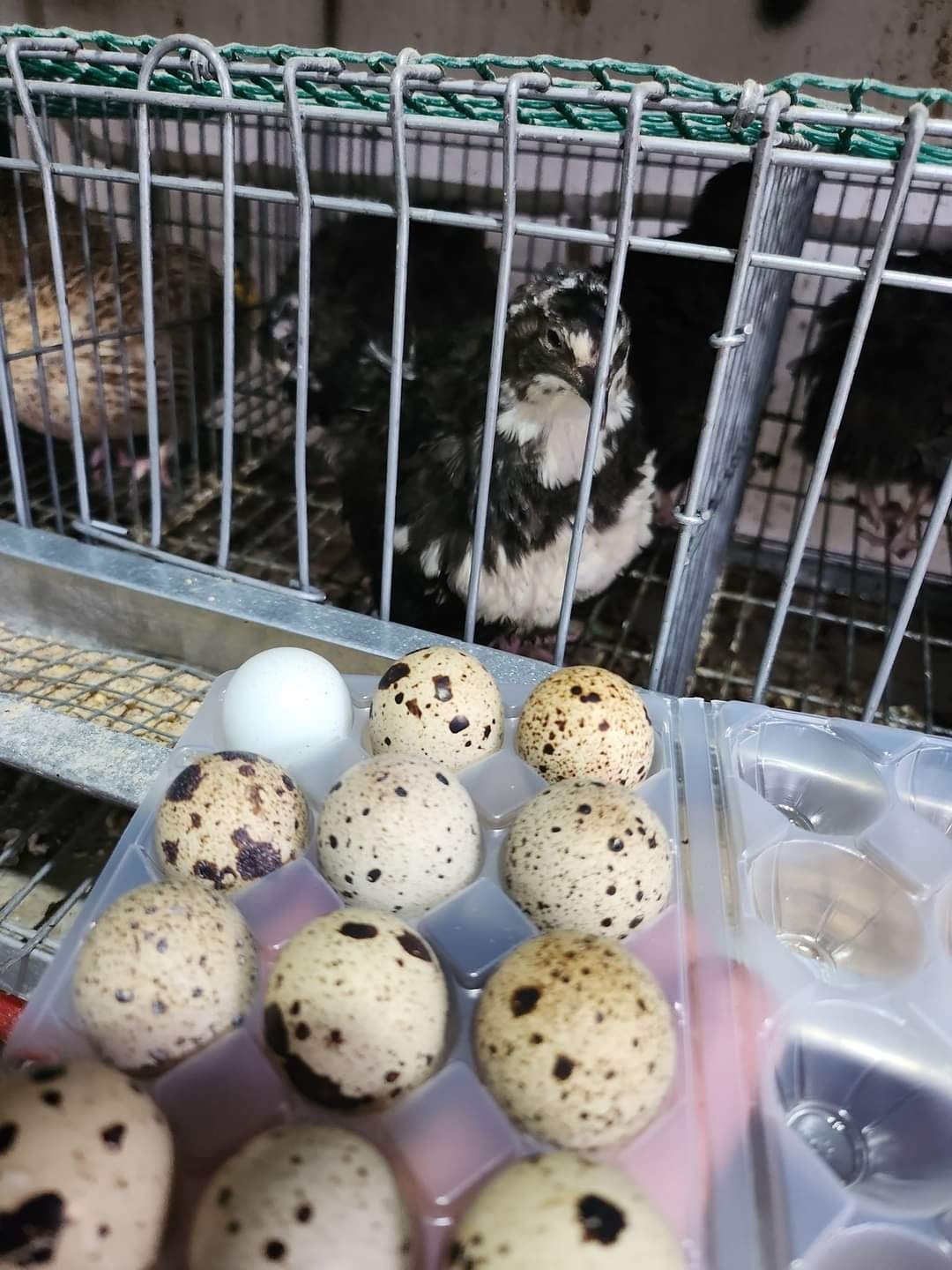 Ovos de coderniz GIGANTE E CELADON