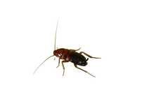 Karaczan turecki duży 100 sztuk 1,5-3 cm