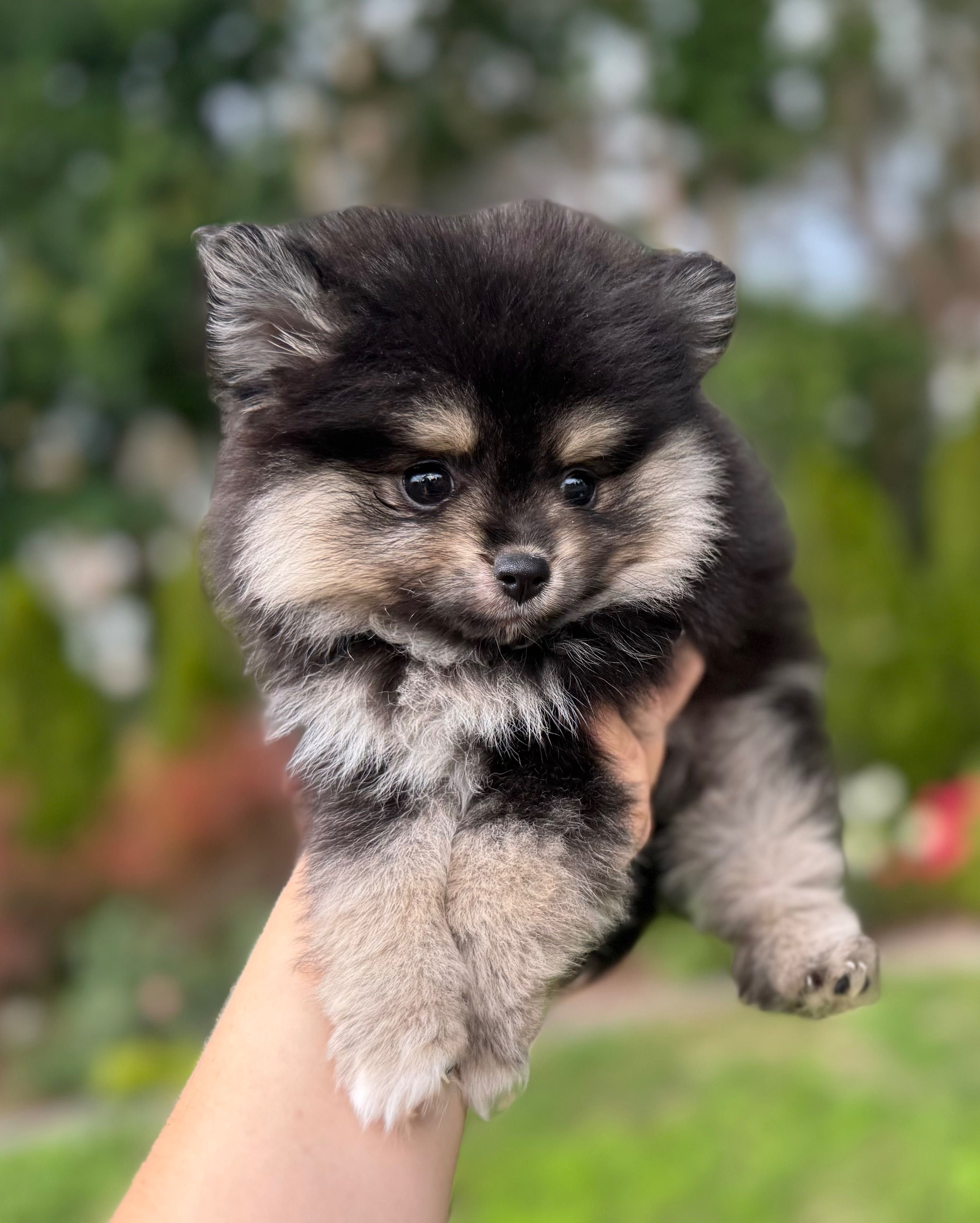 Pomeranian typ misia szpic miniaturowy suczka ekstra klasa black tan