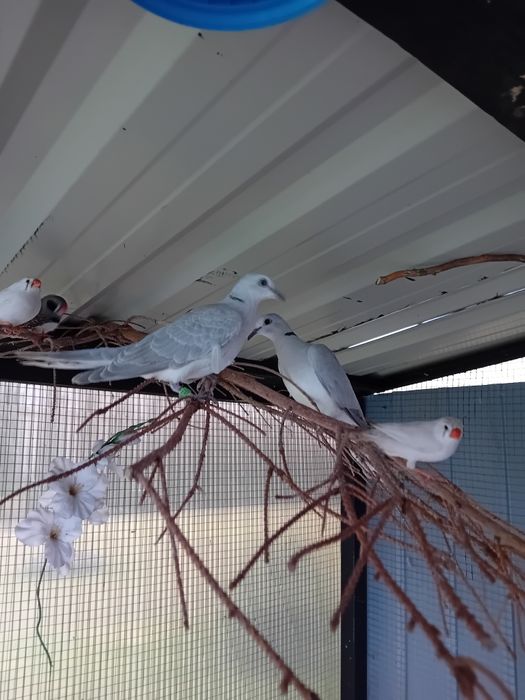 Cukrówki ńiebieskie młode