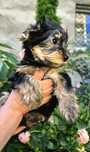 Śliczna sunia Yorkshire Terrier