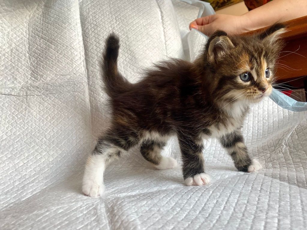 Maine Coon kotka