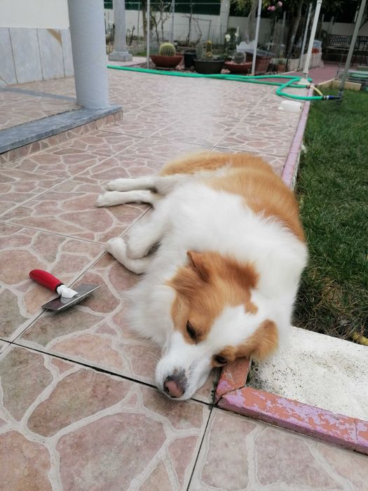 Border Collie [M] Acasalamento/Namorada