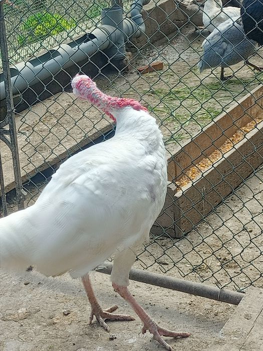 Продам индюков домашних!