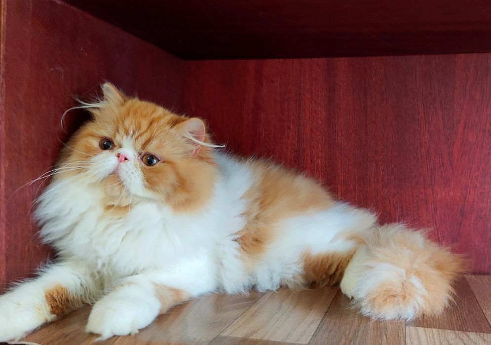 Вогняний персидський котик!