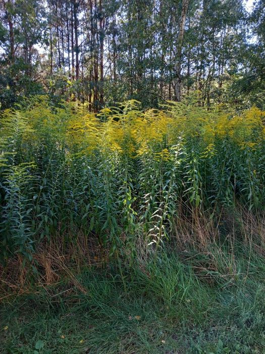 Sprzedam dzialke budowlana we Wrzacej kolo Lutomierska w woj.Lodzkim