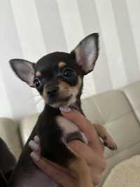 suczka chihuahua mini czarna podpalana