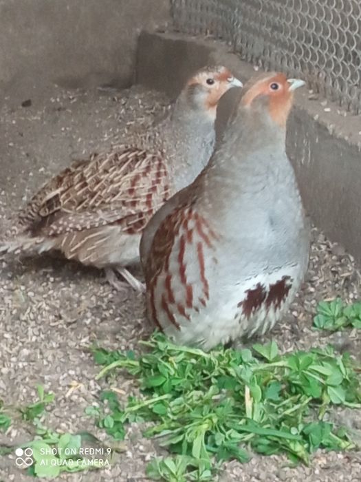 Сірі куріпки (виведенні в 2024-25 році)