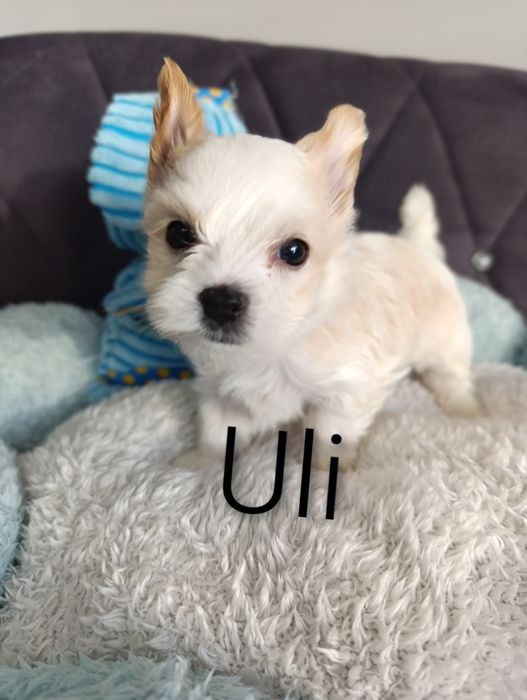 Malutki chłopczyk Golddust Yorkshire terrier