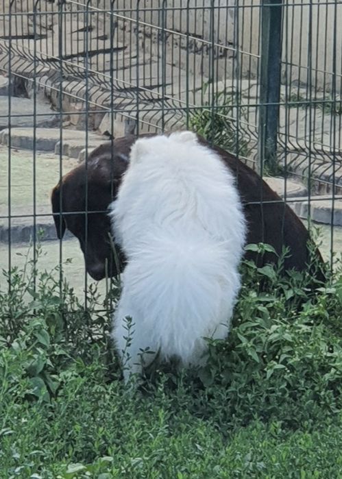 ВЯЗКА  Померанский шпиц.