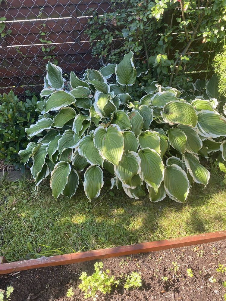 Funkja hosta 2 odmiany
