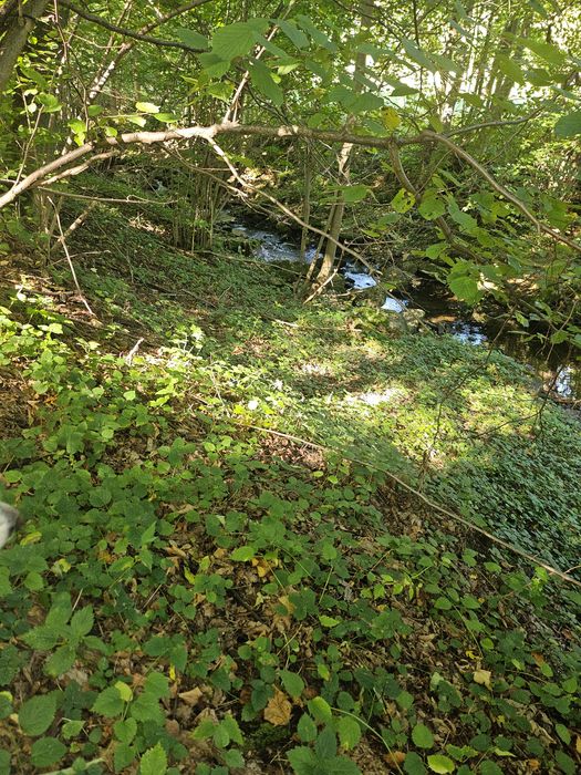 Wyciągi ziołowe (głóg, szczeć, mniszek i inne)