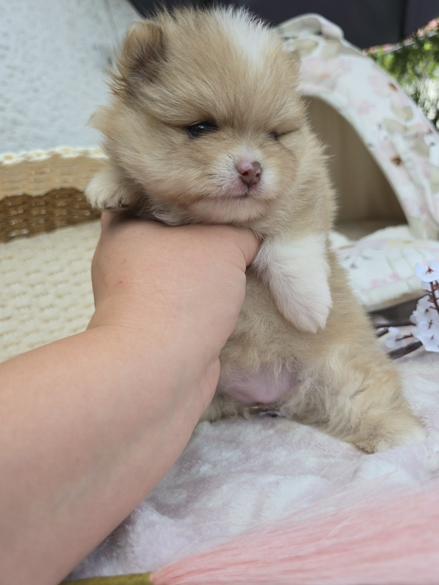 Szpic miniaturowy pomeranian suczka Beza