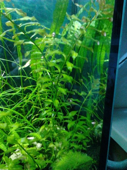 Растения аквариумные живые