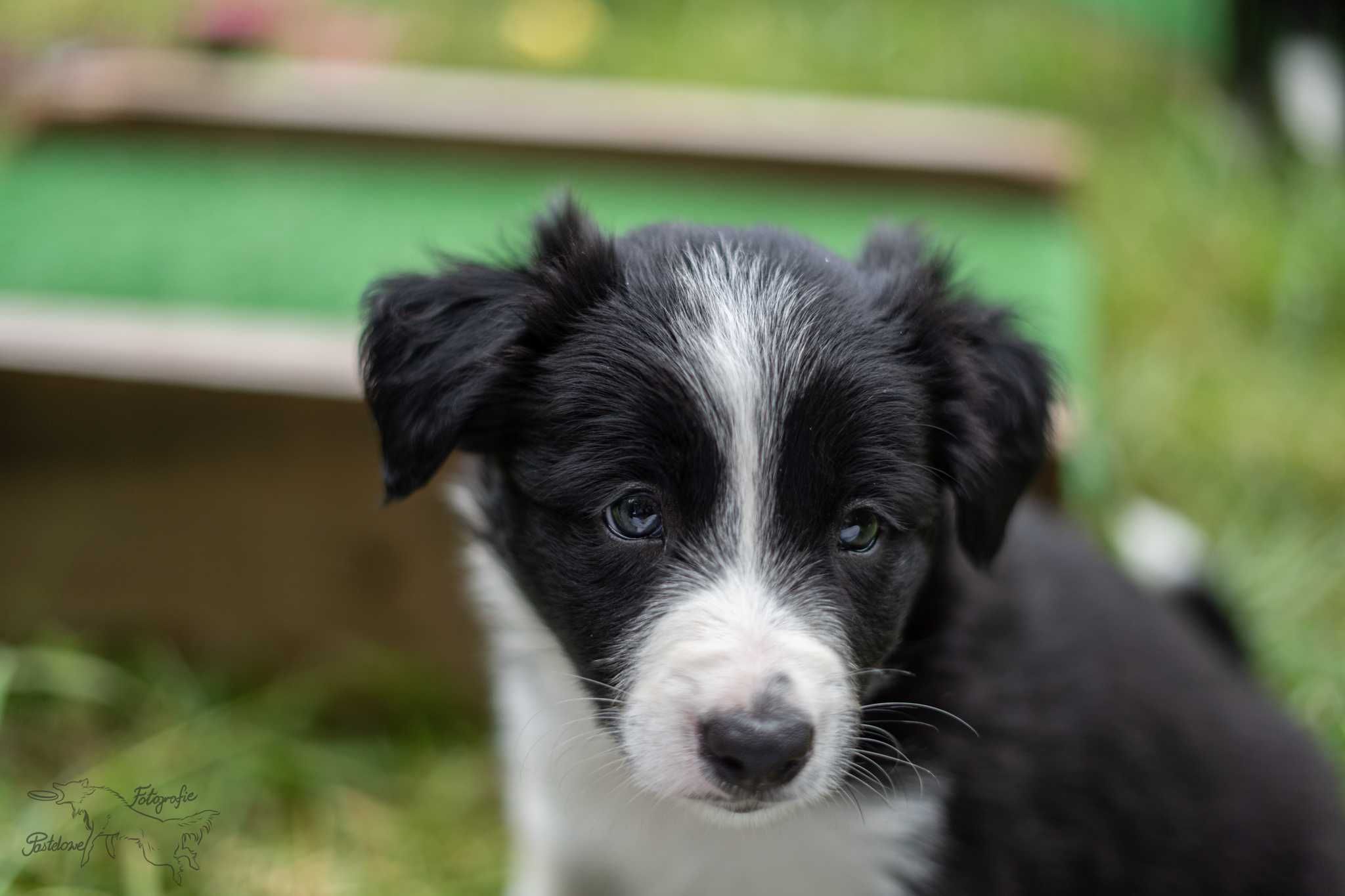 Szczeniak border collie FCI/ISDS