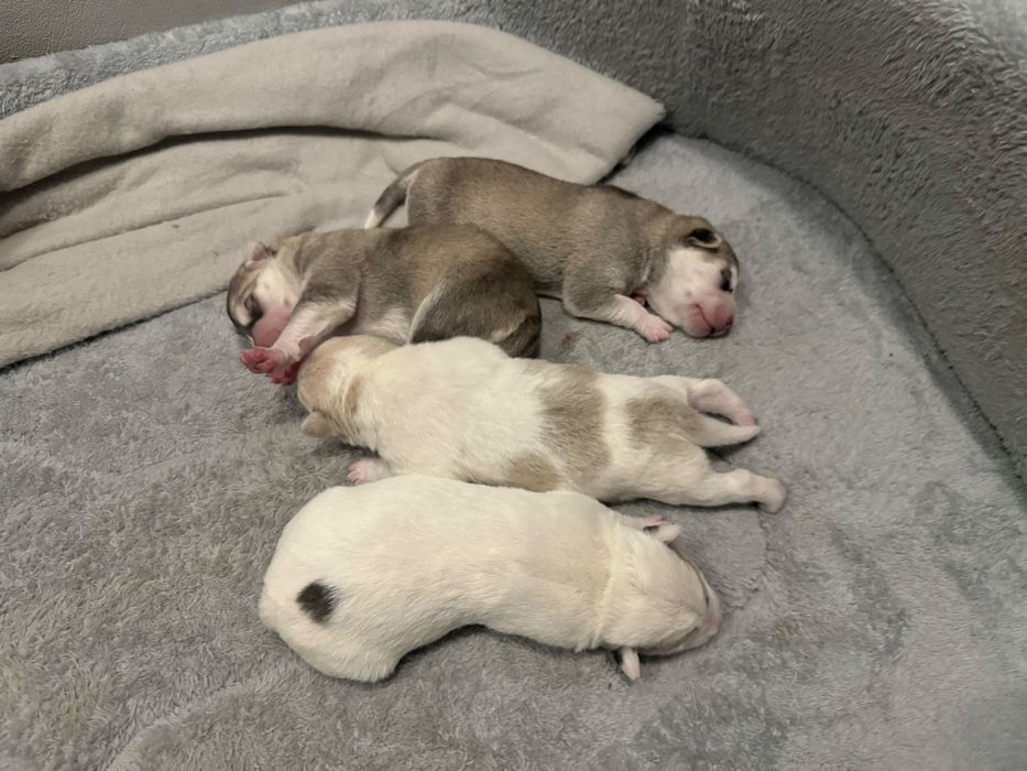 Szczenieta do adopcji rezerwacja