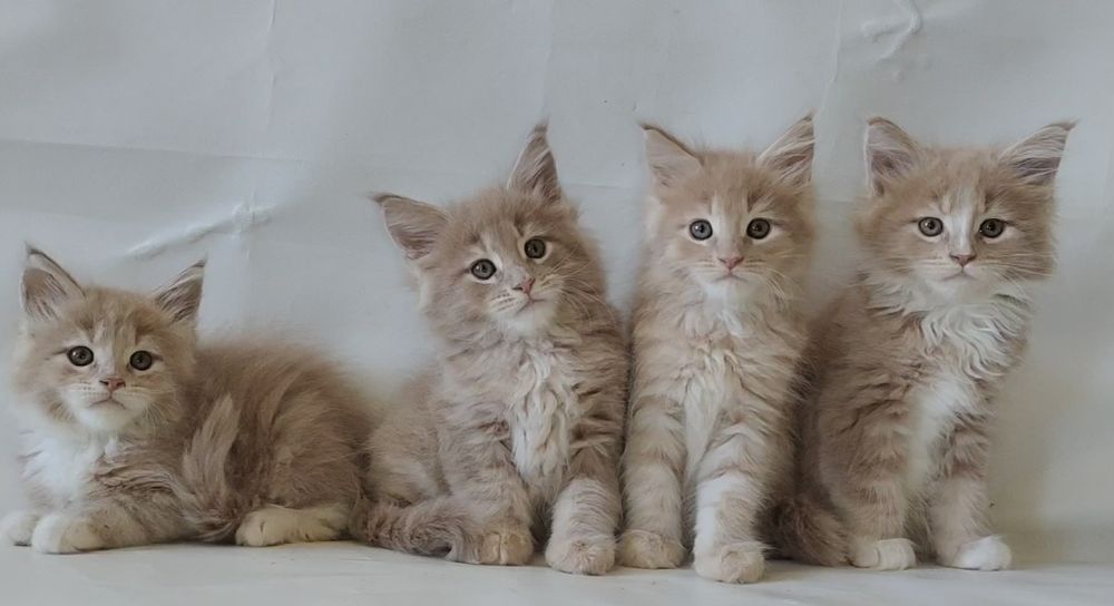 Шикарные котята породы Мейн Кун.