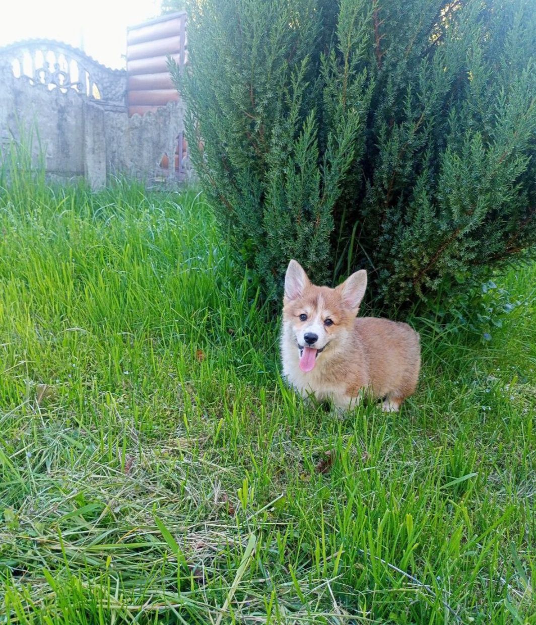 Хлопчик бобтейл Вельш коргі пемброк