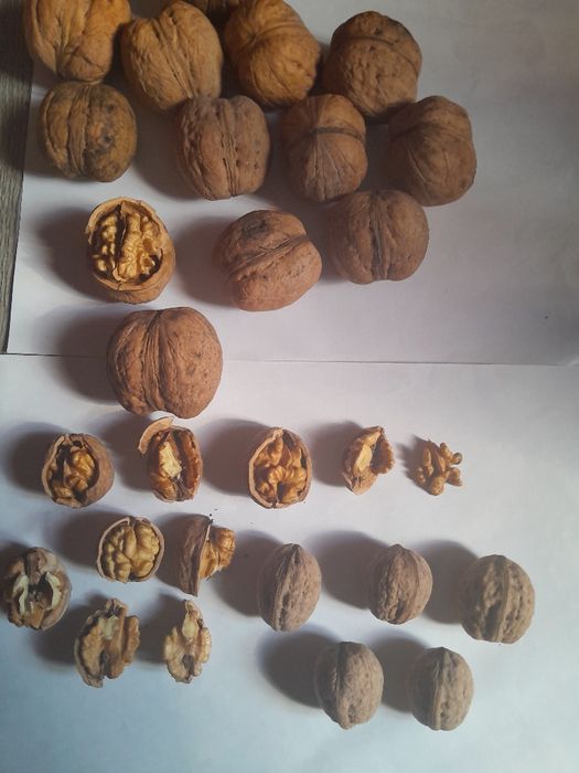 Продаётся грецкий орех