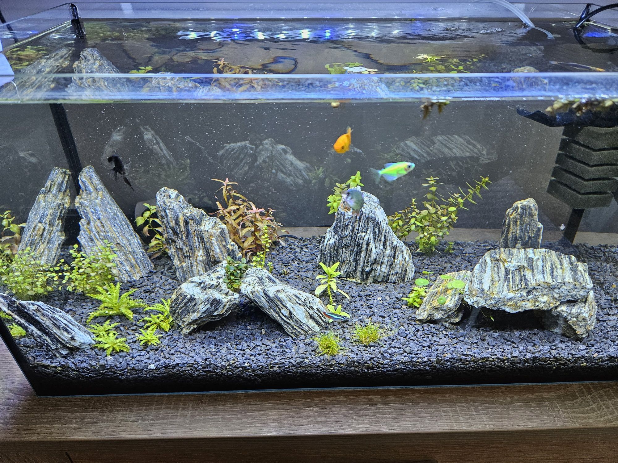 Akwarium 54L cały zestaw
