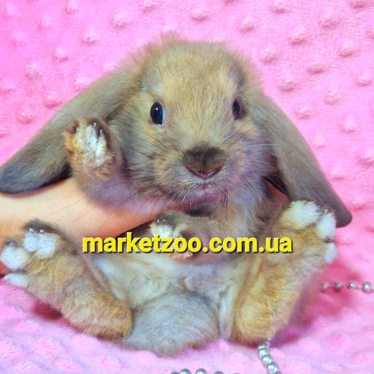 Мини мiнi кролик,карликовые кролики mini lop,висловухий вислоухий бара