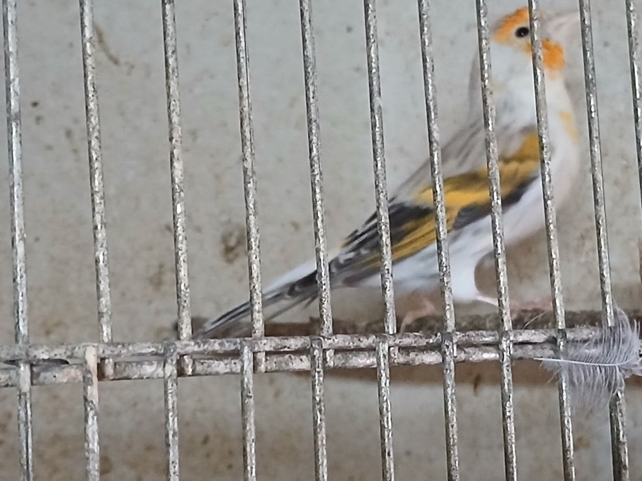 Kanarki samce bastardy