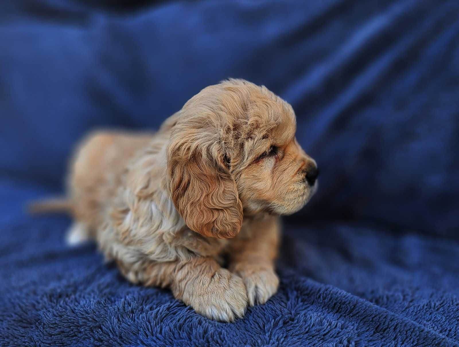 Golden Retriever - złoty szczeniak piesek.