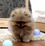 !!! Maleńka misia pomeranian mini