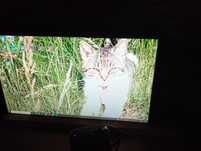Monitor Samsung do