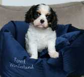 Przepiękna sunia Cavalier King Charles Spaniel