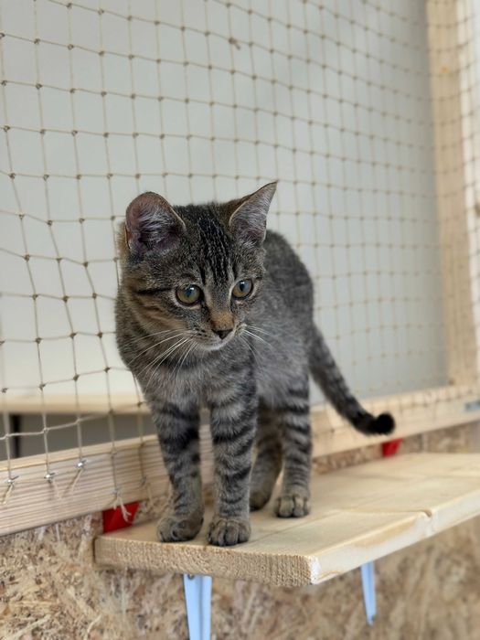 Flap - młody, ciekawski kot szuka kochającego domu!