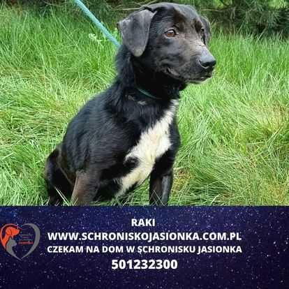 Raki -do adopcji Schronisko Jasionka