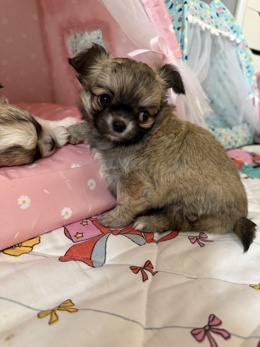 Dziewczynka  chihuahua FCI