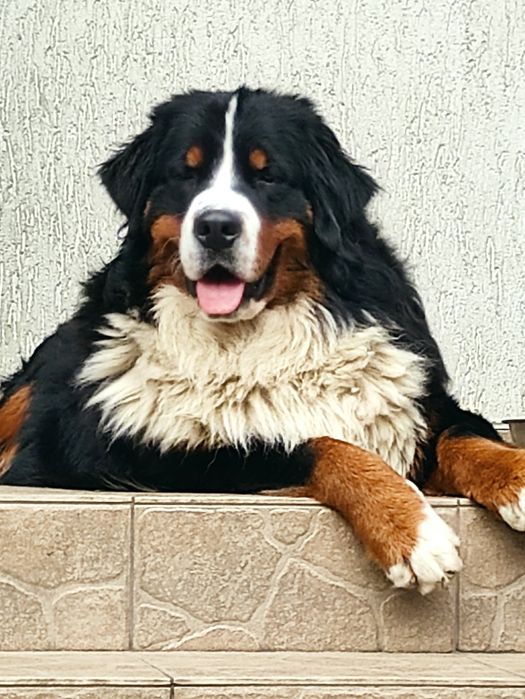 Хлопчик бернський зененхунд