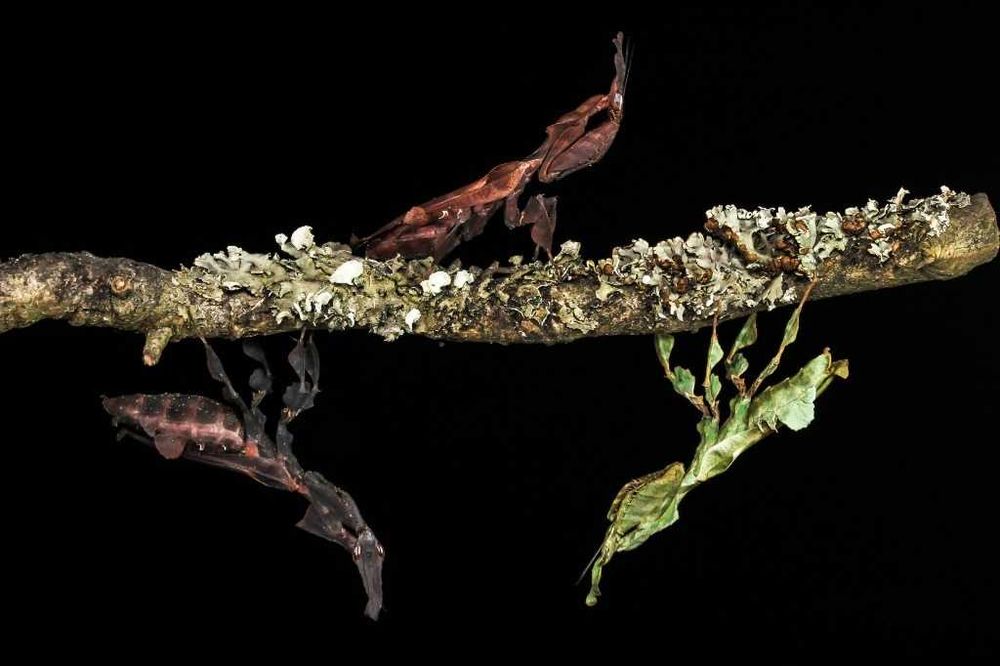 Modliszka Phyllocrania paradoxa, stadium L4