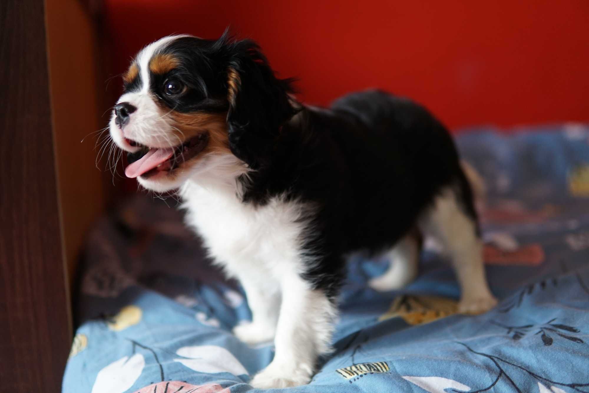 Piesek Cavalier King Charles Spaniel