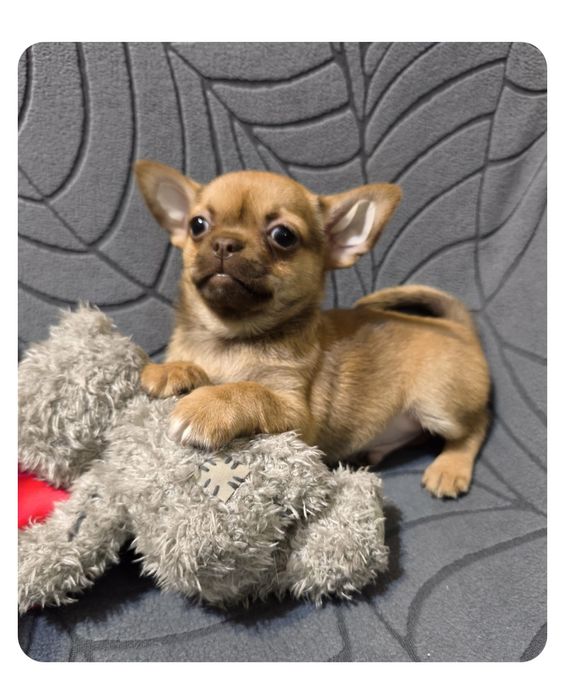 Стандартний риже/шоколадний хлопчик.