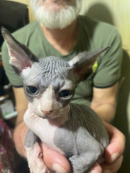 Кот породы Эльф Страйт тёмного окраса