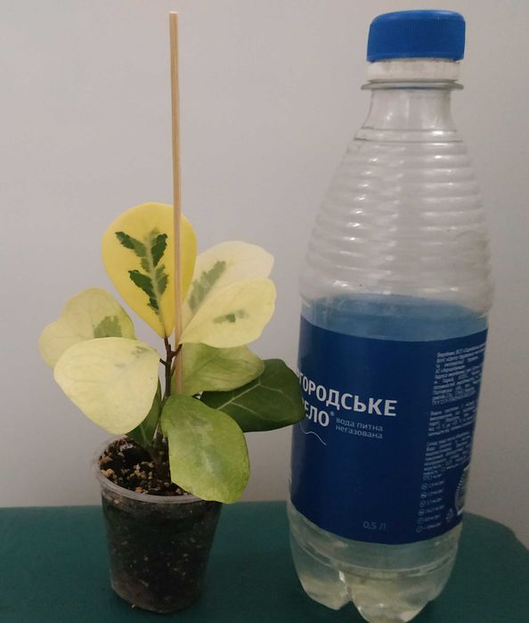 Продам фікус   Тріануляріс Коконат крем