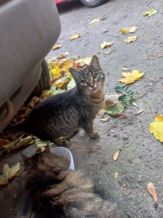 Пропадает на улице котенок