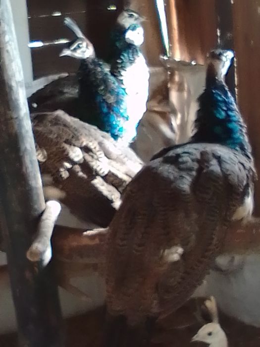 Sprzedam pawie niebieskie