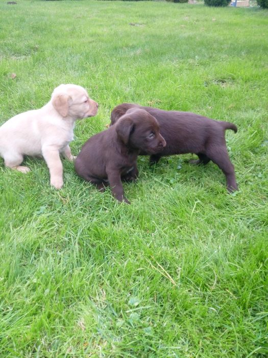 Labrador Retriever