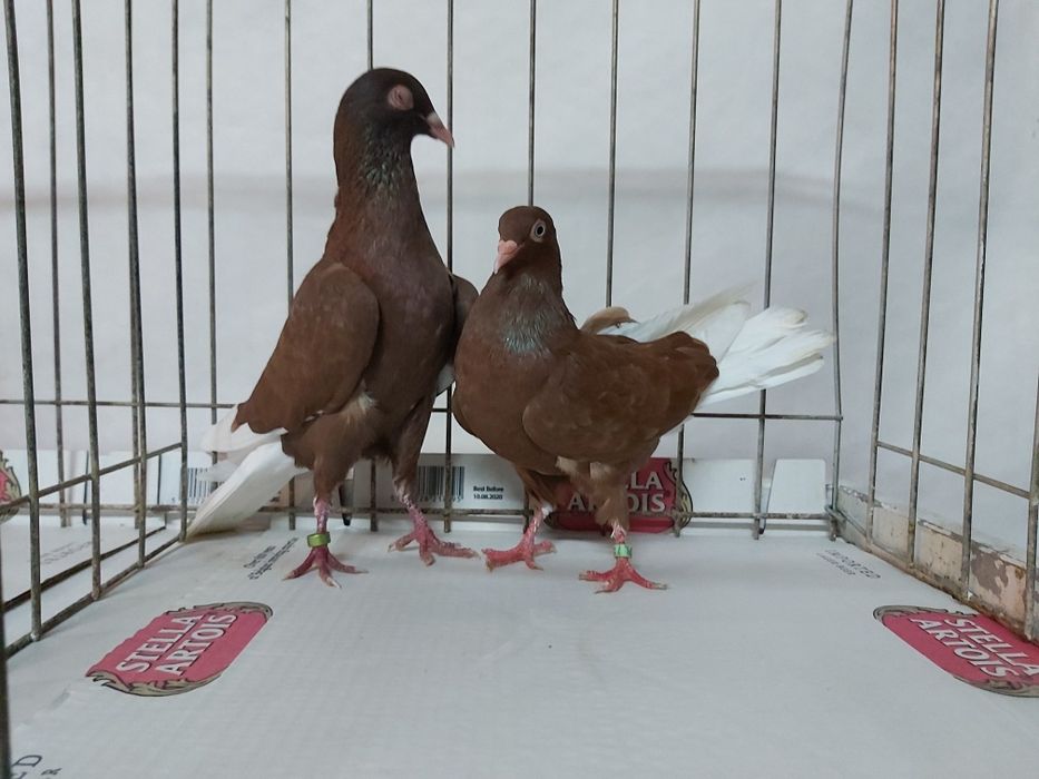 Gołębie Wyszfance Kończate